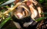 Un grand hamster d'Alsace relâché en milieu naturel, le 14 juin 2022 à Ernolsheim-Bruche, dans le Bas-Rhin