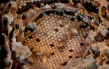 Détail d'une ruche d'abeilles natives brésiliennes à l'Institut Abelha Nativa de Brasilia, le 10 juillet 2022