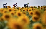 Trois coureurs cyclistes, dont Lilian Calmejane (g), lors de la 11e étape du Tour de France 2019, entre Albi et Toulouse, le 17 juillet