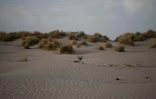 Une dune du parc naturel de Donana à Ayamonte, dans la province de Huelva, le 20 mai 2022