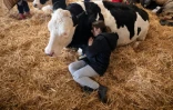 Séance de "câlins avec une vache" à la ferme Dumble, le 29 novembre 2023 à Arram, dans le nord-est de l'Angleterre