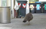 Capture d'écran d'une vidéo AFP du 12 mai 2026 d'un paon sauvage dans les rues de Punta Marina, en Italie