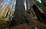 L'écologue Christy Brigham examine la base du tronc brûlée d'un séquoia géant encore vivant, dans la Redwood Mountain Grove du parc national de Kings Canyon, le 24 août 2023 en Californie