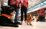 Le labrador noir Emi, le terrier Pepper et le teckel Benny (de gauche à droite), membres d'une patrouille canine à l'aéroport de Berlin, le 20 octobre 2023