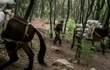 Des ânes acheminent le matériel de réfection de la Grande muraille de Chine, le 17 mai 2019 à Xiangshuihu