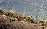 Photo fournie par la réserve de la biosphère de Pinacate et du désert d'Altar d'un mouflon, le 12 juillet 2016, près de la frontière entre le Mexique et les Etats-Unis