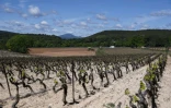 Le vignoble Château Thuerry à Villecroze dans le Var, le 7 mai 2021