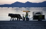 Chaque matin entre 05H00 et 09H30 dans la pinède de Calvi, un meneur d'attelage et deux ripeurs chargent les différentes poubelles triées sur l'hippomobile