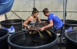 Des bénévoles d'"Archelon", le centre de sauvetage des tortues blessées, s'occupent d'une tortue, le 25 septembre 2019 à Athènes, en Grèce