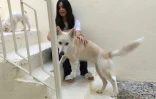 L'Irakienne Marina Jaber chez elle avec sa chienne Majnoona qu'elle a adoptée, le 22 septembre 2017 à Bagdad