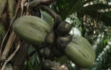 Un arbre à coco de mer, ou coco-fesse, qui ne pousse que dans deux îles des Seychelles, le 21 novembre 2019, sur l'île Praslin.