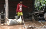 Le torrent qui s'est deversé dans le village laotien de Sanamxai a tué de nombreux animaux de ferme.