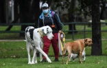 Un promeneur de chiens dans un parc de Bogota le 16 février 2022