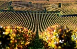 Les vignobles de la Romanée-Conti, le 11 octobre 2017 à Vosne-Romanée, en Côte d'Or