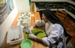 Soeur Ofelia Morales Francisco s'occupe d'une salamandre aquatique, dans son monastère au Mexique, le 22 août 2018