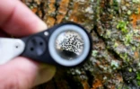 Un lichen sur un arbre vu Ă travers une loupe, le 26 mars 2021 Ă Rennes