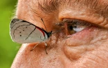 Un papillon se pose près de l'oeil du photographe colombien Juan Guillermo Jaramillo, le 19 août 2021 à Jardin, en Colombie