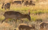 Des antilopes saïga dans une prairie près d'Almaty, au Kazakhstan