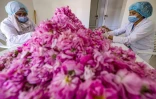 Après la cueillette, les roses sont triées, à Kelaat Mgouna (Maroc) le 26 avril 2021