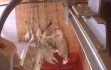 Capture d'une vidéo de l'association anti-spéciste L214 diffusée le 29 juin 2016 et montrant des moutons encore conscients avoir été saignés dans un abattoir à Pezenas (Hérault)