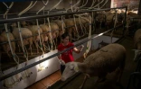 Traite des moutons à l'école de bergers de Cooprado, le 13 mai 2022 à Casar de Caceres, en Espagne