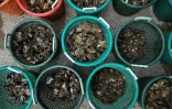 Des seaux de coquilles d'huîtres sur lesquelles poussent de jeunes huîtres déposées par des bénévoles au siège de la Chesapeake Bay Foundation à Annapolis, le 20 mai 2025 dans le Maryland