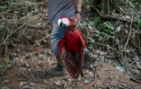 Un indigène Arara tient un perroquet tué lors d'une patrouille dans l'Etat du Para au Brésil, le 13 mars 2019