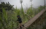 Esther Rodriguez marche dans "La Selva Escondida" (La Jungle Cachée), dans le district de San Juan de Lurigancho, à Lima, le 9 juin 2025