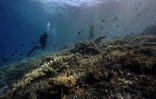 Des coraux présentant des signes de blanchissement dans les eaux de Raja Ampat, en Papouasie occidentale dans l'est de l'Indonésie le 5 novembre 2023