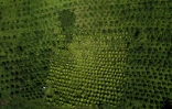 Vue aérienne d'une plantation mixte de café et de feuilles de coca à Argelia, dans le département du Cauca, en Colombie, le 6 mai 2025