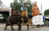 Un éléphant dans une rue de New Delhi, le 3 septembre 2018 en Inde