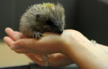 Un soigneur s'occupe d'un hérisson, au centre de soins pour animaux sauvages "Volée de piafs", à Languidic (Morbihan), le 16 mai 2017