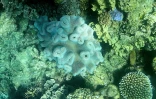 La Grande Barrière de corail en Australie, le 7 mars 2022
