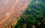 Vue d'une zone déboisée de la forêt amazonienne dans la région de Labrea, Etat d'Amazonas, dans le nord du Brésil, le 2 septembre 2022