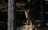 Un loup près du village de Puebla de Sanabria, en Espagne, le 28 juillet 2021