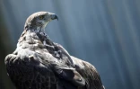 Un aigle de Bonelli dans un élevage à Saint-Denis-du-Payré, en Vendée, le 9 juin 2022 