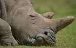 La vente de cornes de rhinocéros comme remède au cancer a contribué à décimer les populations