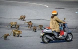 Des macaques courent après une femme en scooter, le 20 juin 2020 à Lopburi, en Thaïlande