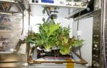 Les plantes pour l'ISS doivent être peu encombrantes et très productives, comme sur cette photo du 27 octobre 2017 de la Nasa