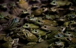 Des grenouilles dans un bassin d'élevage à Pierrelatte, le 30 septembre 2020