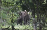 Des éléphants dans le parc de Loango, au Gabon, le 15 mars 2022