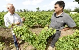 Philippe Franchois (à gauche) et François Normant (à droite) dans leurs vignes au "Clos des Baobabs" le 15 septembre 2015