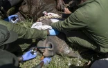Des vétérinaires kényans autour d'une femme rhinocéros sédatée, dans le parc national de Nakuru, au Kenya, le 7 juin 2025