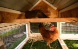Des poules dans leur poulailler portable dans le jardin d'une cliente qui a choisi le service "Rent The Chicken" à La Crescenta, le 21 avril 2025 en Californie
