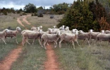 Des brebis sur le plateau du Larzac le 6 octobre 2017