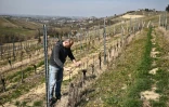 Marco Dogliotti, fils du propriétaire de la Caudrina, dans son vignoble à Castiglione Tinella dans les Langhe, le 25 mars 2022