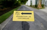 Distribution de coccinelles à Caen, le 12 mai 2017, dans le nord de la France