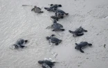 Des bébés tortues sur une plage sur l'île de Mataking en Malaisie, le 25 septembre 2026