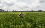 Un agriculteur dans une rizière à Ouinhi (Bénin) le 21 novembre 2016
