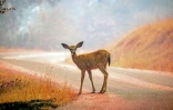 Une biche se tient sur une route aspergée de produit retardateur de flammes, près de l'incendie "Carr" à Igo (Californie), le 28 juillet 2018